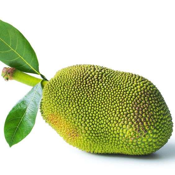 Baby/ Raw jackfruit 1-1.1kg