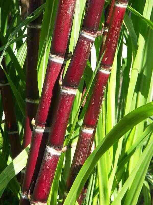 Full Sugar cane with leaves - 1 stk ( only Hamburg) approx 1.5kg