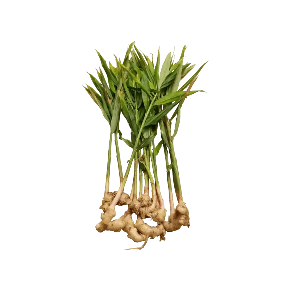 Ginger leaves without Ginger -1 bunch (only Hamburg)
