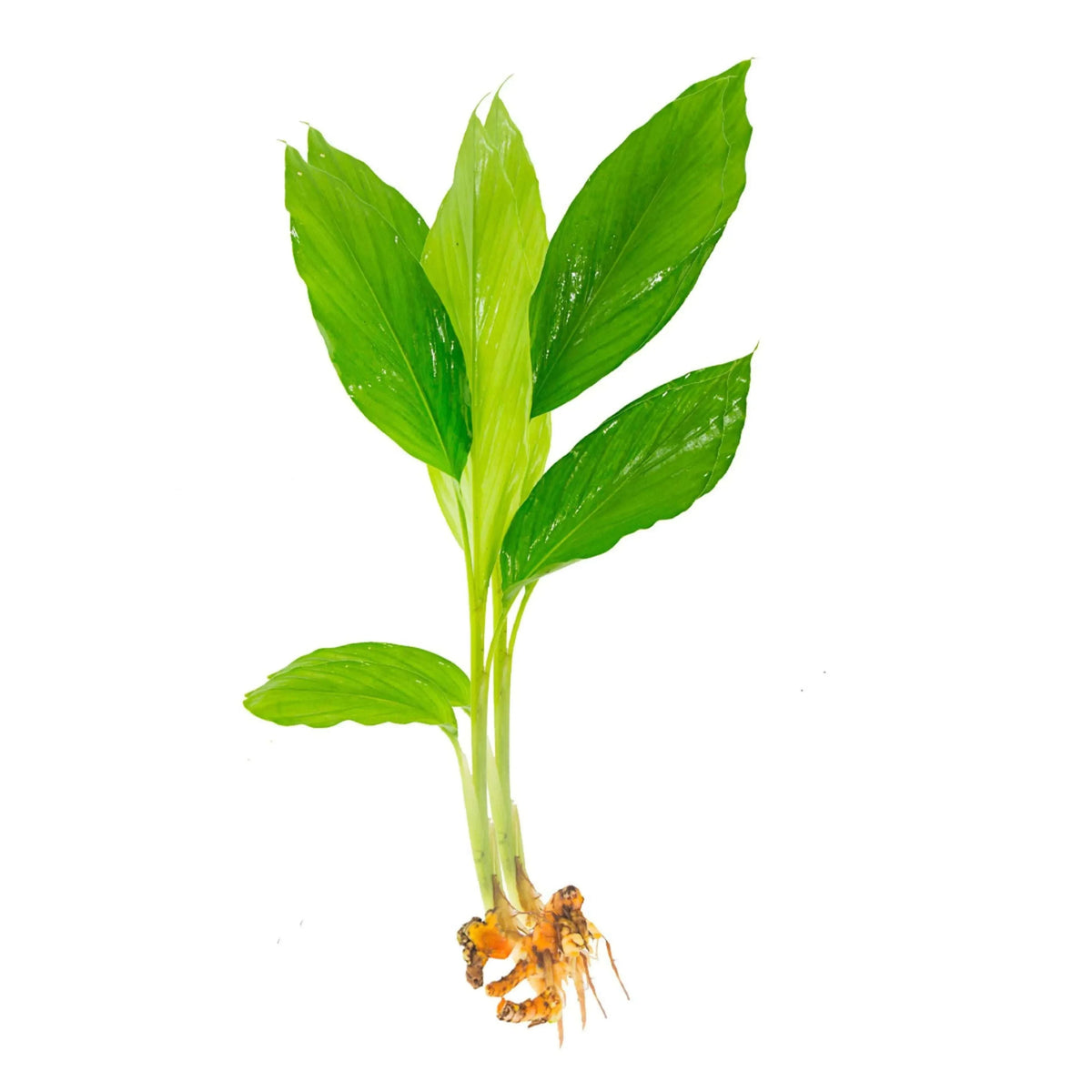 Haldi leaves without haldi / Manjal Kulai -1 bunch (only Hamburg)