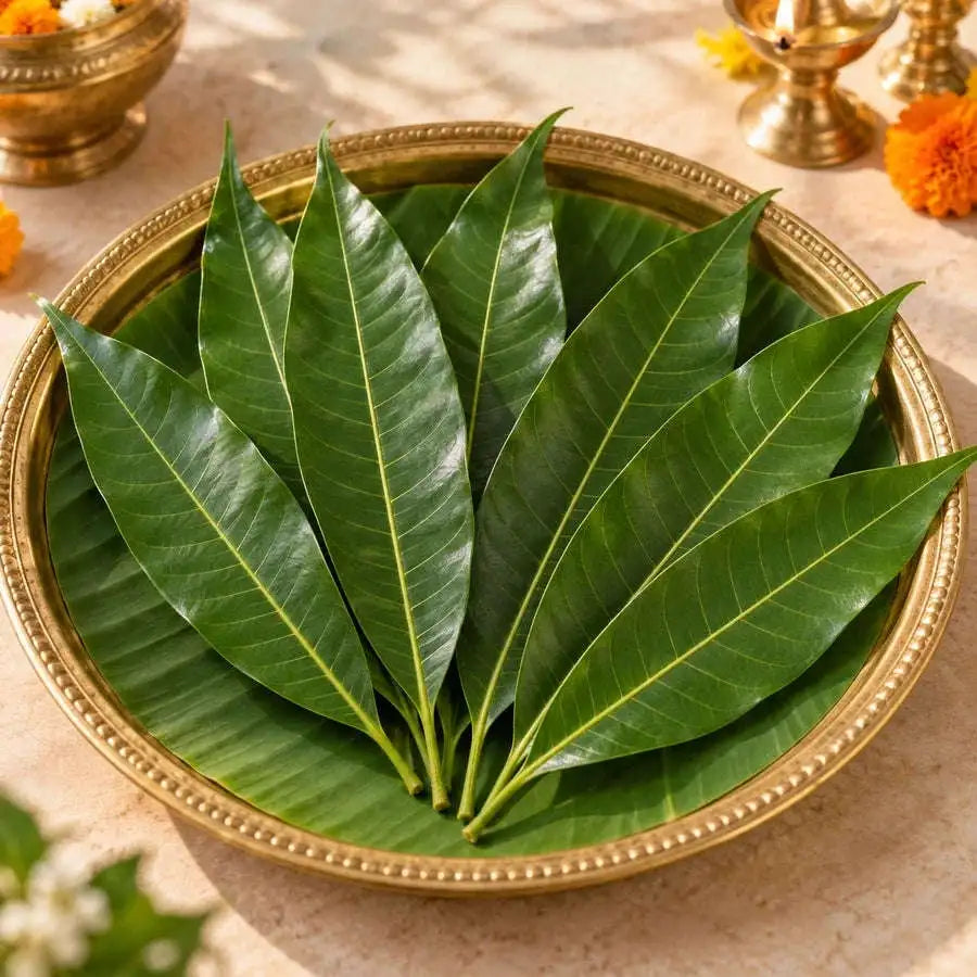 Fresh Mango Leaves – 8 Leaves per Pack