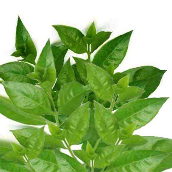Fresh Henna / Mehnti leaves 1 pack (only Hamburg)