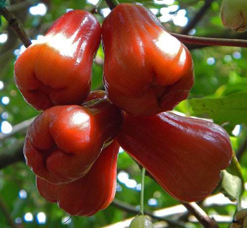 Rose apple 500g
